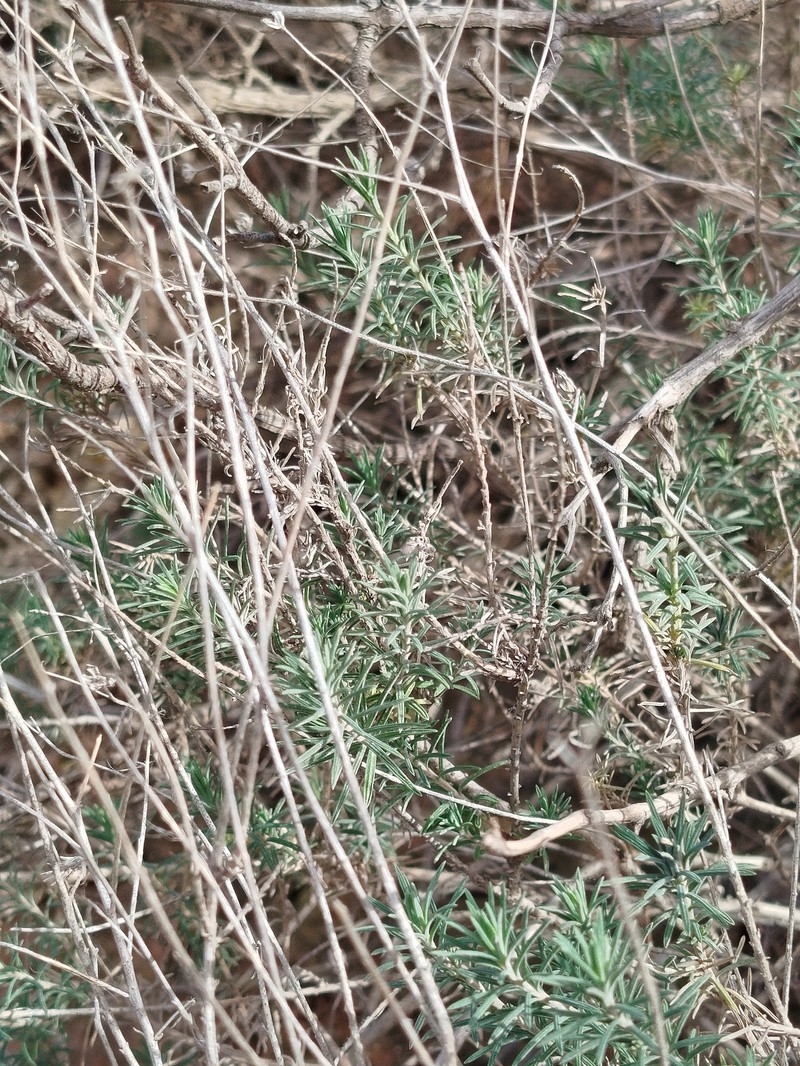 Linum suffruticosum subsp. suffruticosum photo 2