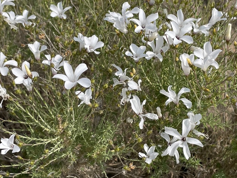 Linum suffruticosum subsp. suffruticosum photo 3