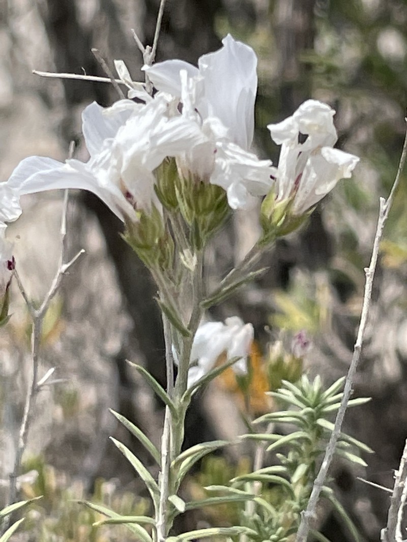 Linum suffruticosum subsp. suffruticosum photo 4