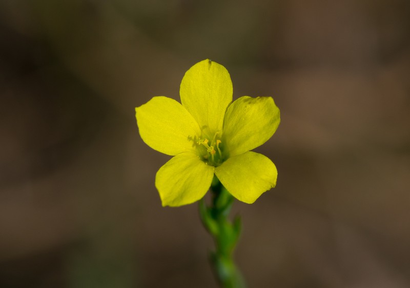 Grooved Flax