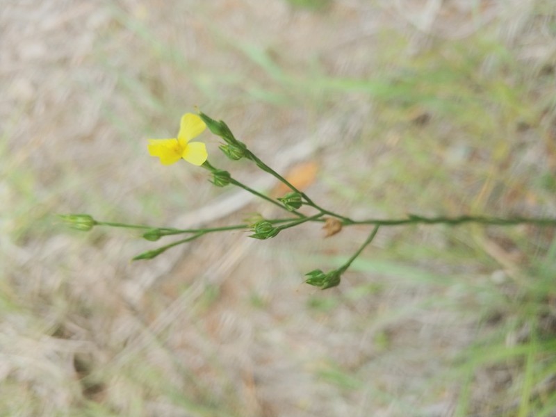 Grooved Flax photo 2