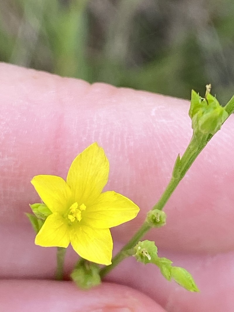 Grooved Flax photo 3