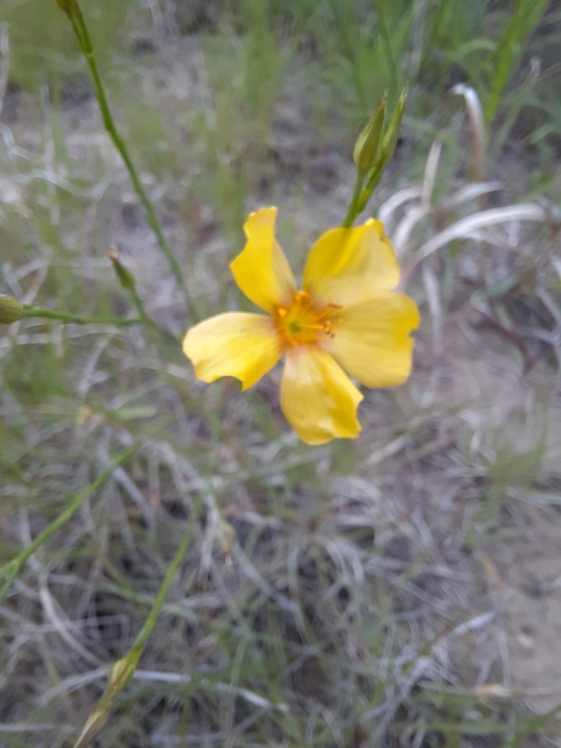 Grooved Flax photo 5
