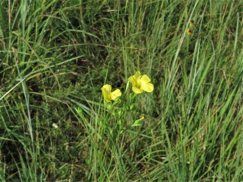 Grooved Flax photo 7
