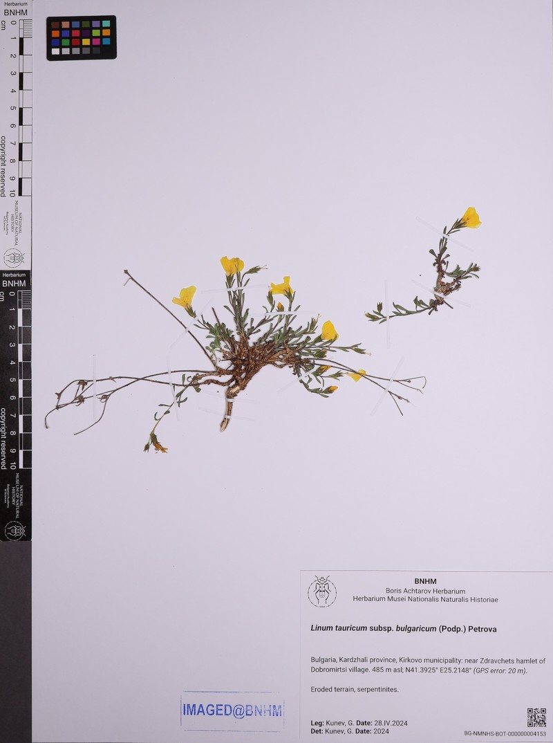 Linum tauricum subsp. tauricum