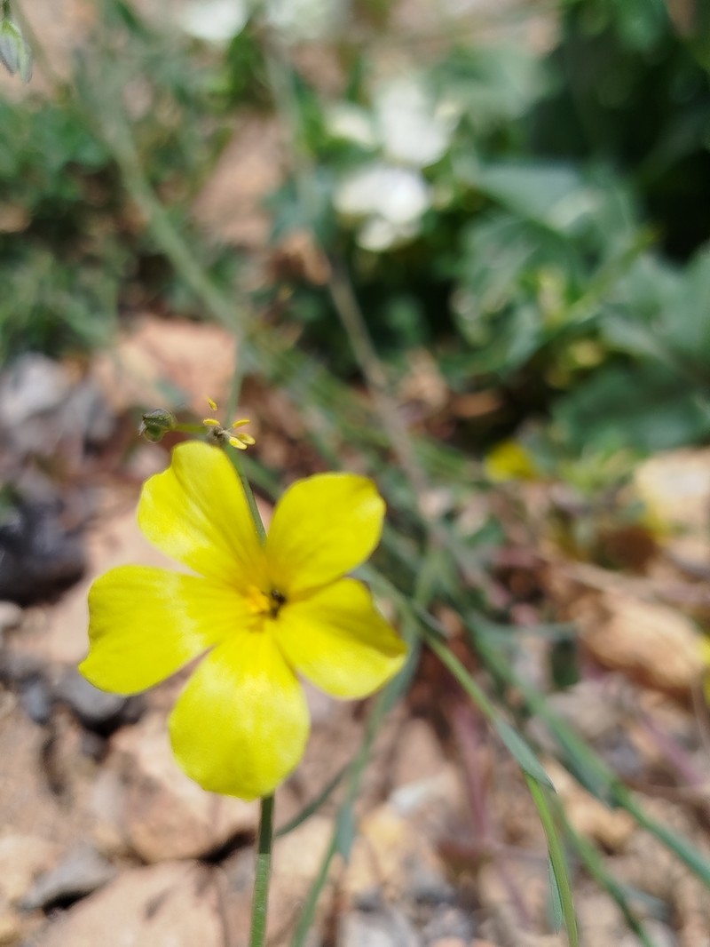 Linum tenue subsp. munbyanum
