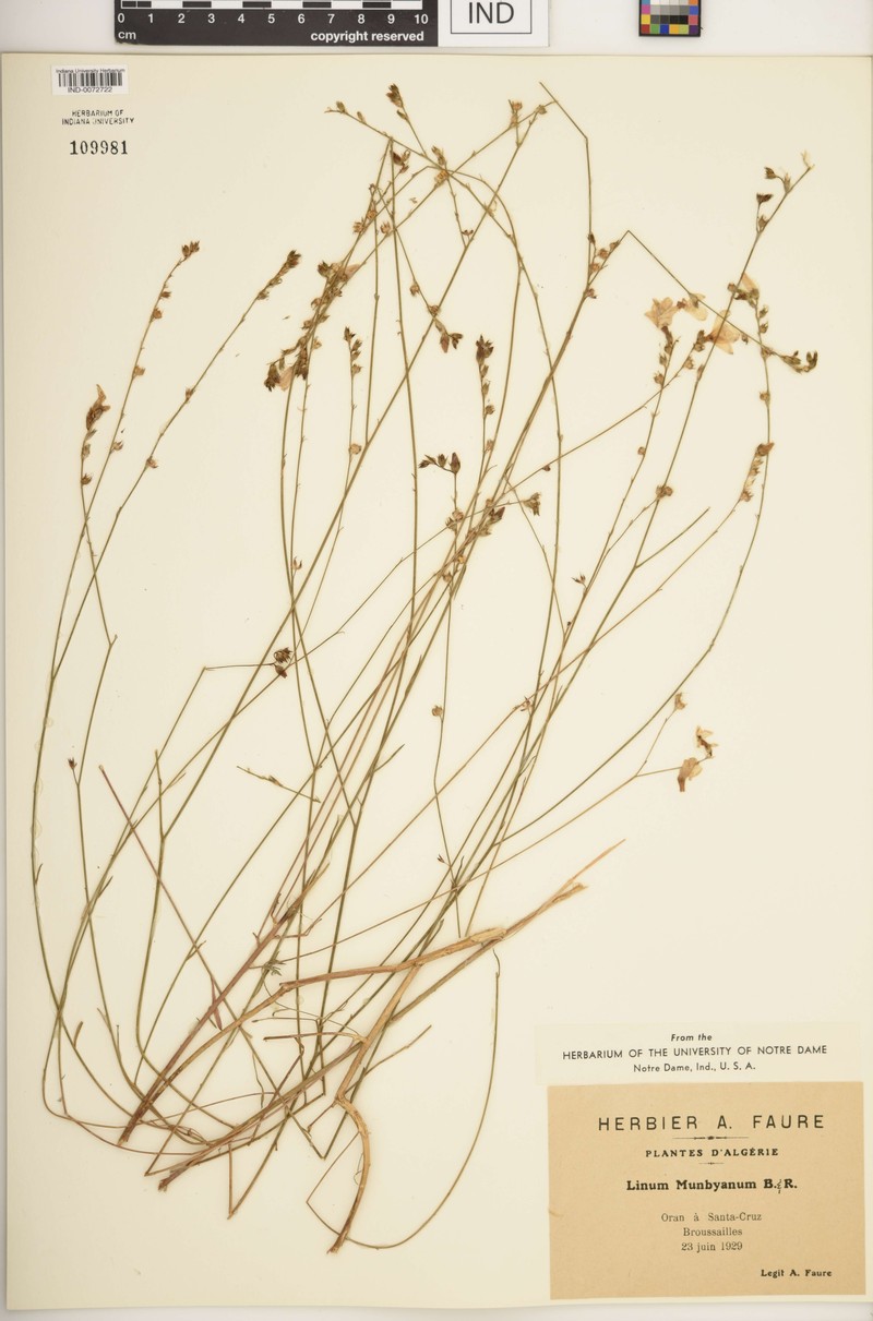 Linum tenue subsp. munbyanum photo 2