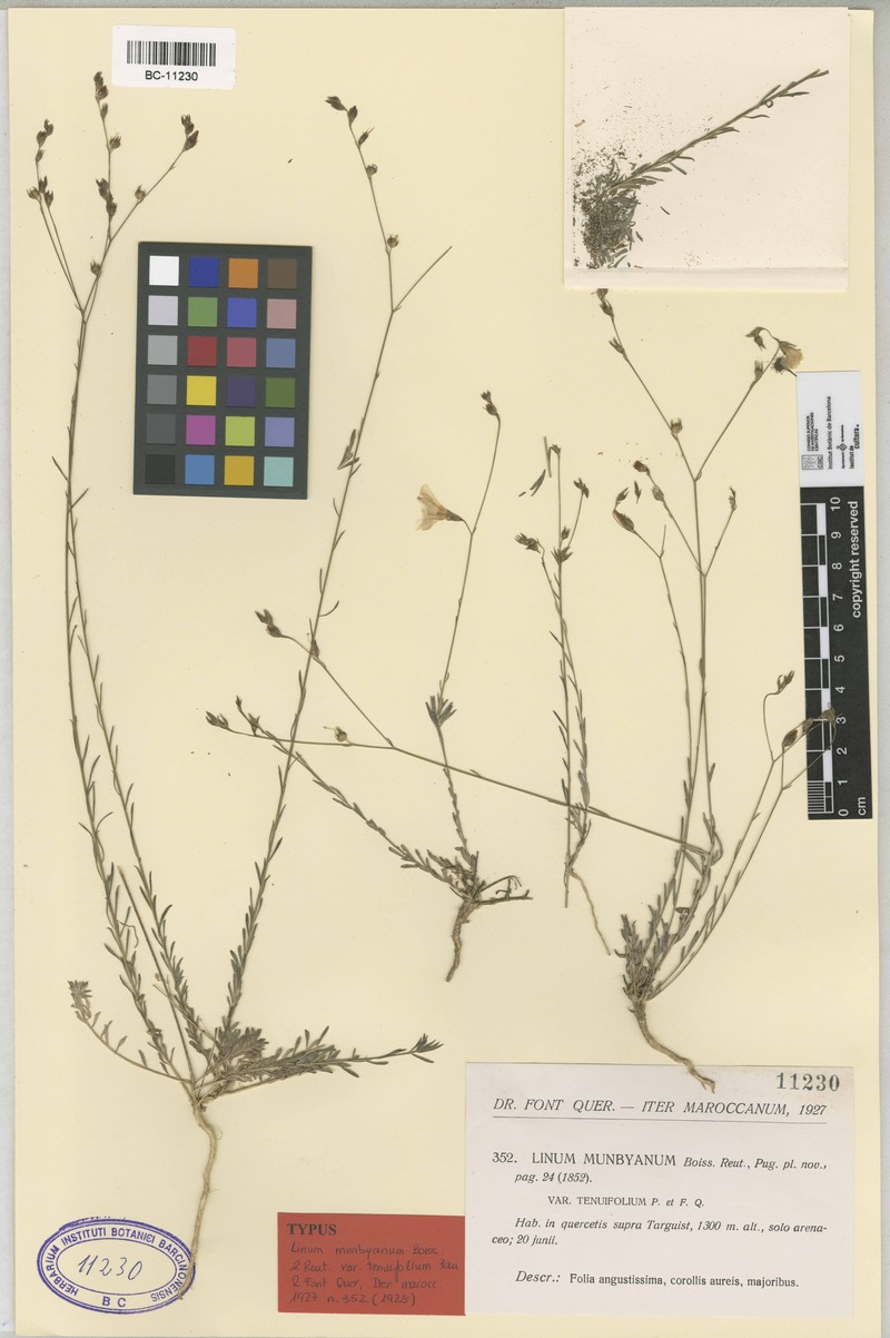 Linum tenue subsp. munbyanum photo 3
