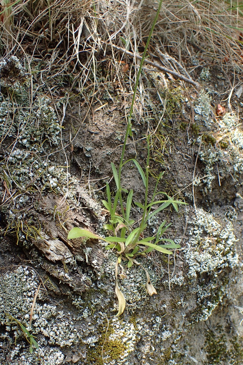 French Flax photo 2