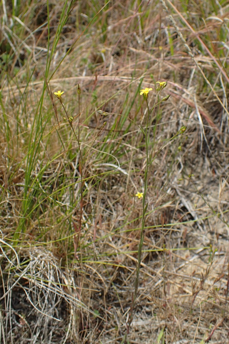 French Flax photo 3