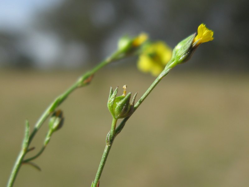 French Flax photo 5