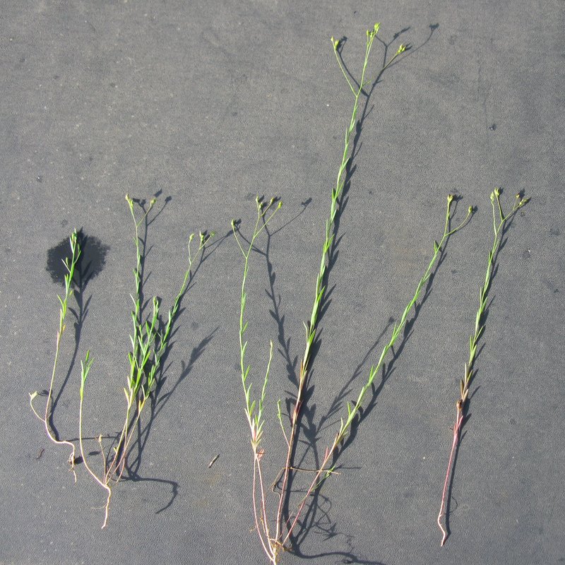 French Flax photo 7