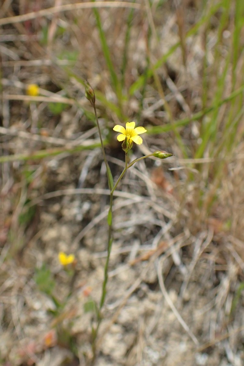 French Flax photo 8