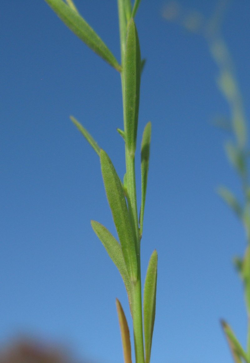 French Flax photo 9