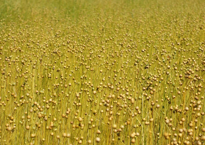 Common Flax photo 2