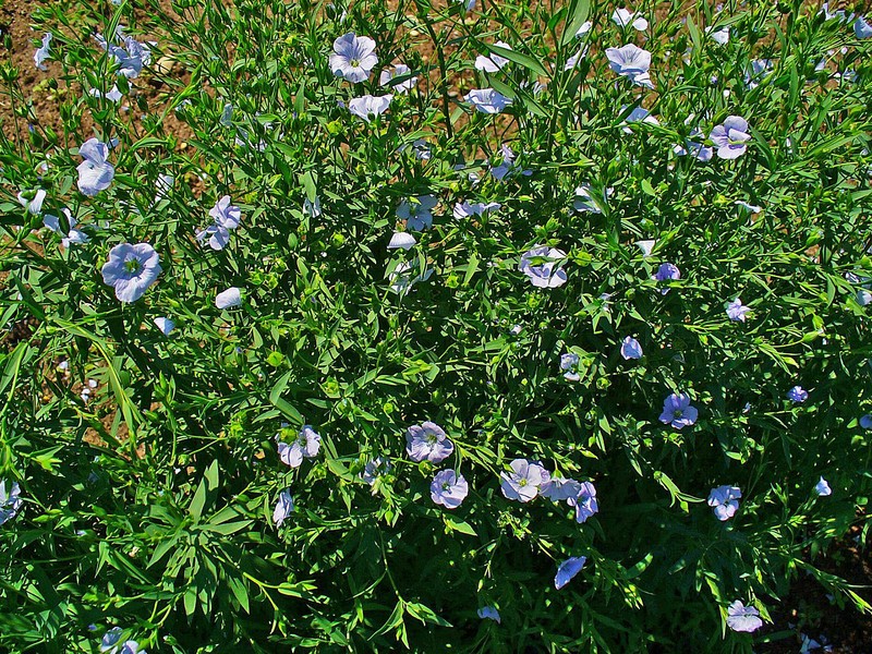 Common Flax photo 3