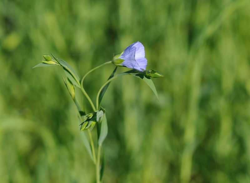 Common Flax photo 4