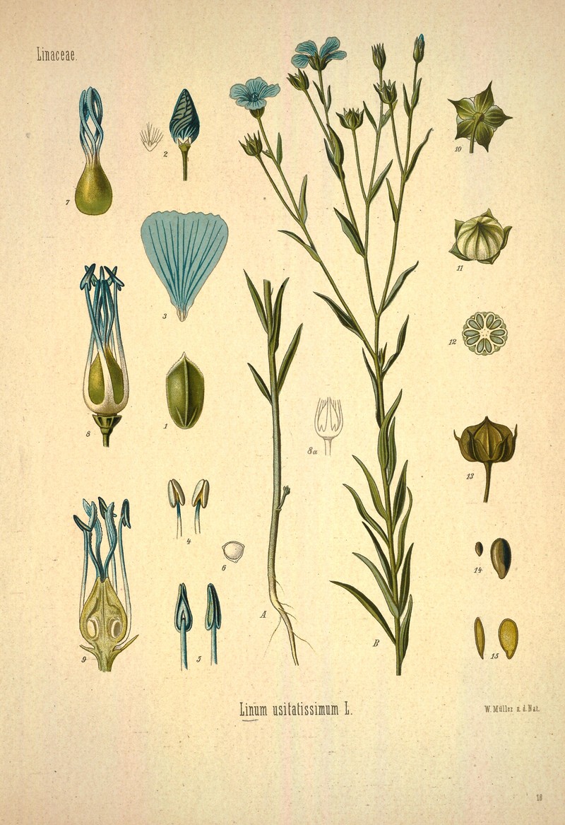 Common Flax