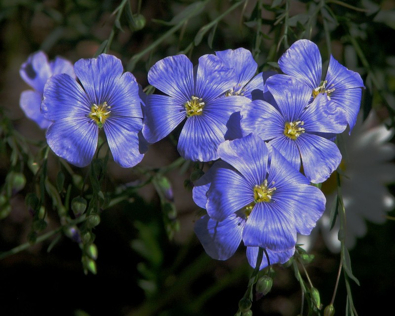 Common Flax photo 5