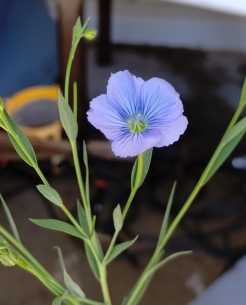 Common Flax photo 6