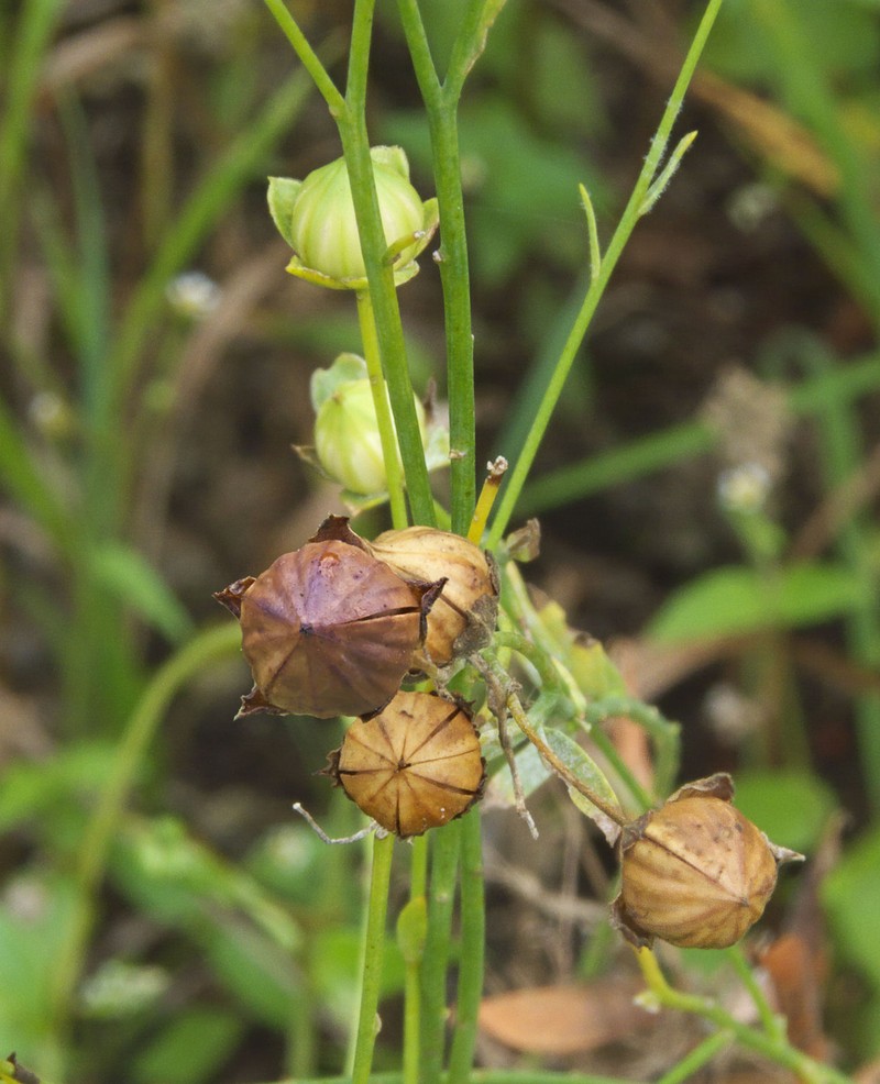 Common Flax photo 7