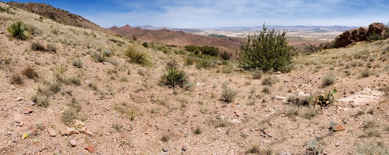 Chihuahuan Flax photo 2