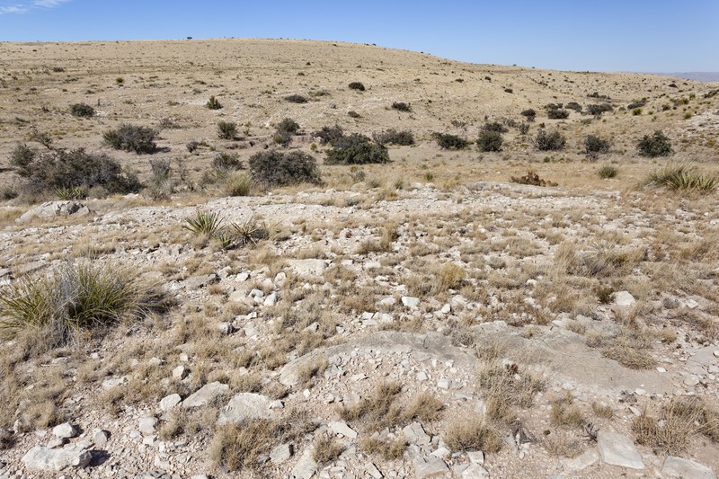 Chihuahuan Flax photo 3