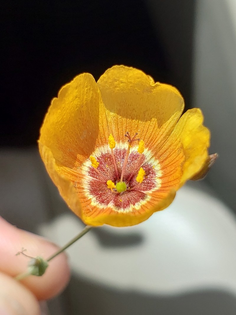 Chihuahuan Flax