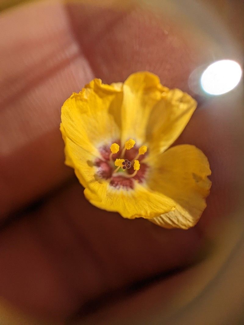 Chihuahuan Flax photo 2