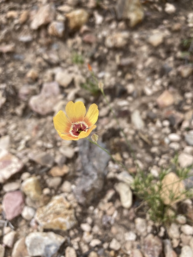 Chihuahuan Flax photo 3