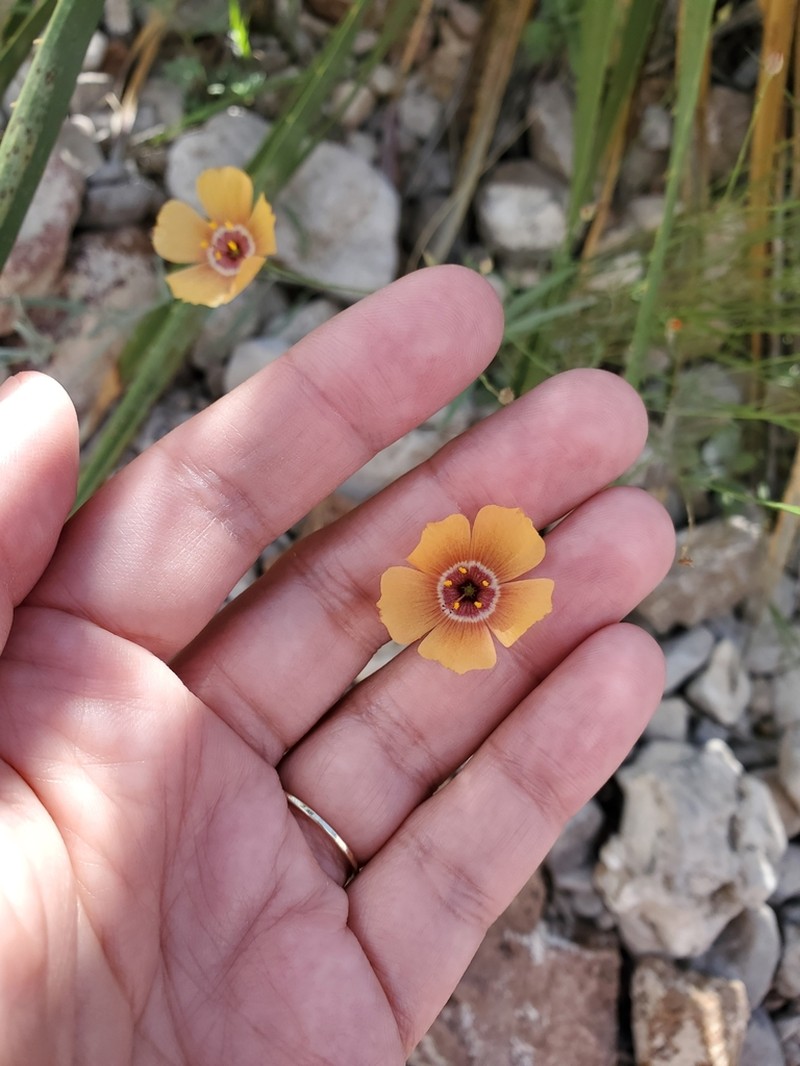 Chihuahuan Flax photo 4