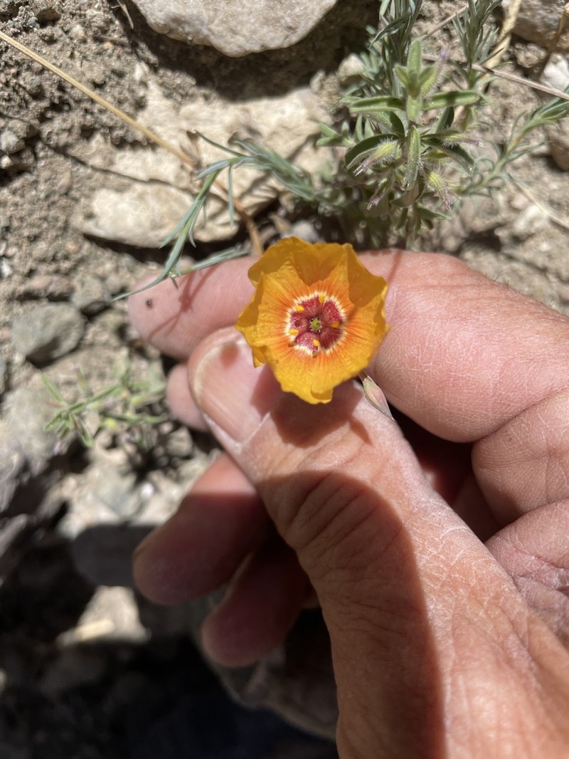 Chihuahuan Flax photo 5