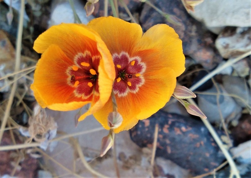 Chihuahuan Flax photo 6