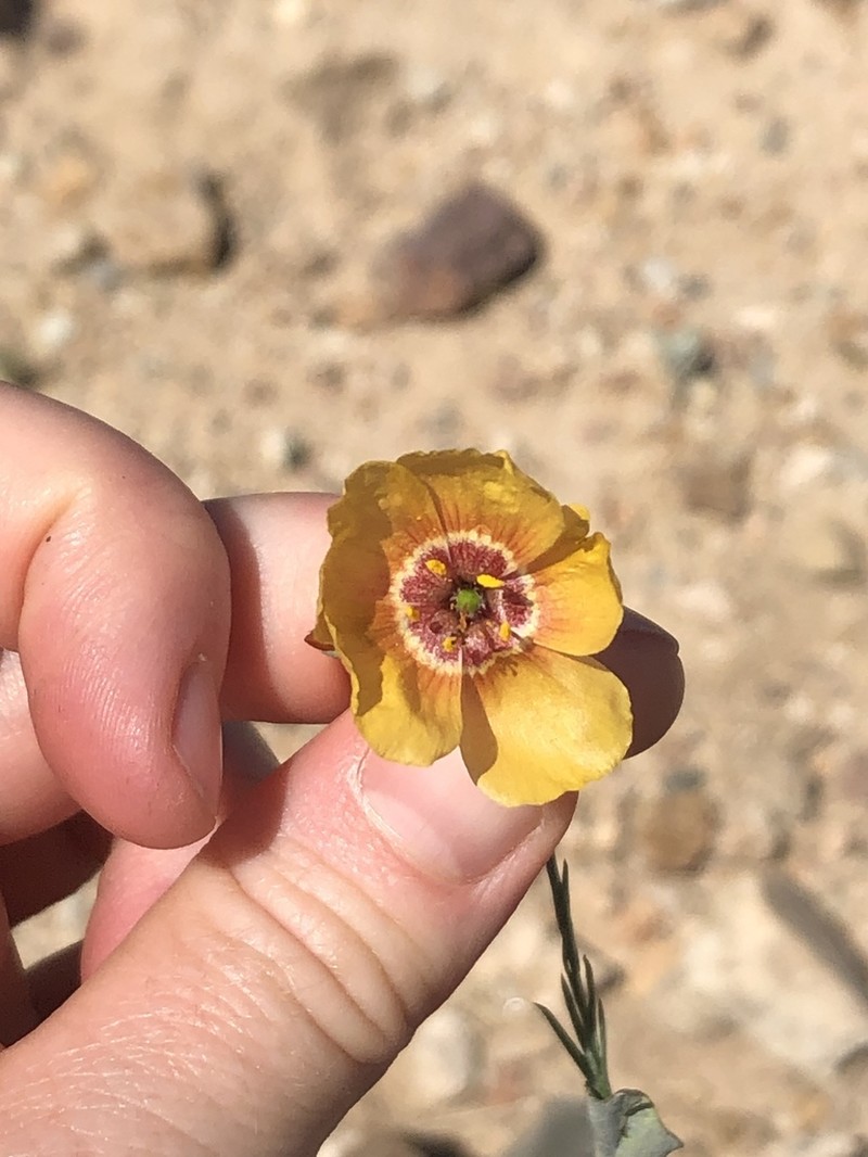 Chihuahuan Flax photo 7