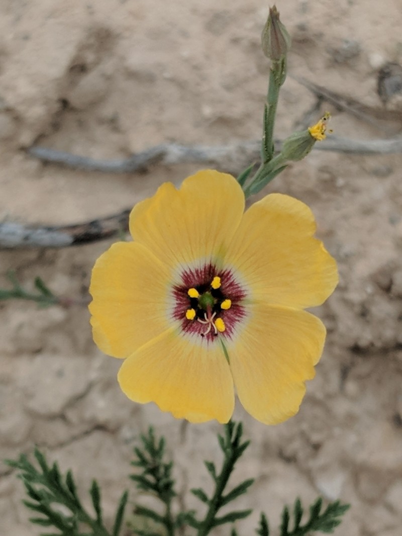Chihuahuan Flax photo 8