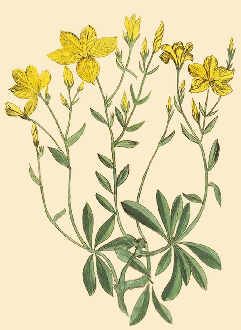 Woodland Flax photo 4