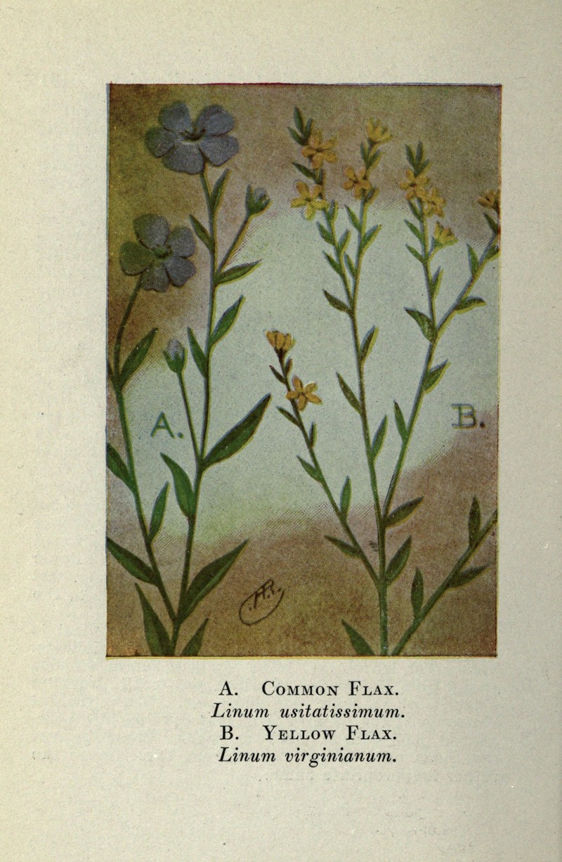 Woodland Flax photo 5