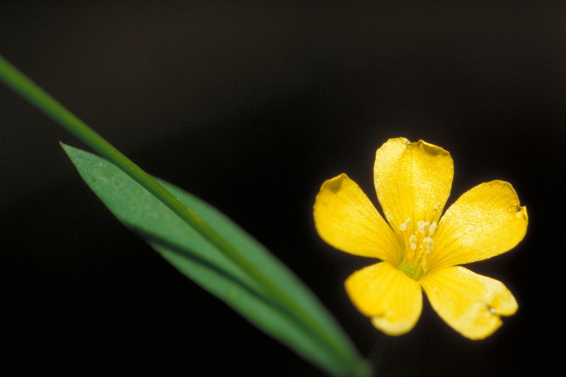 Woodland Flax photo 2