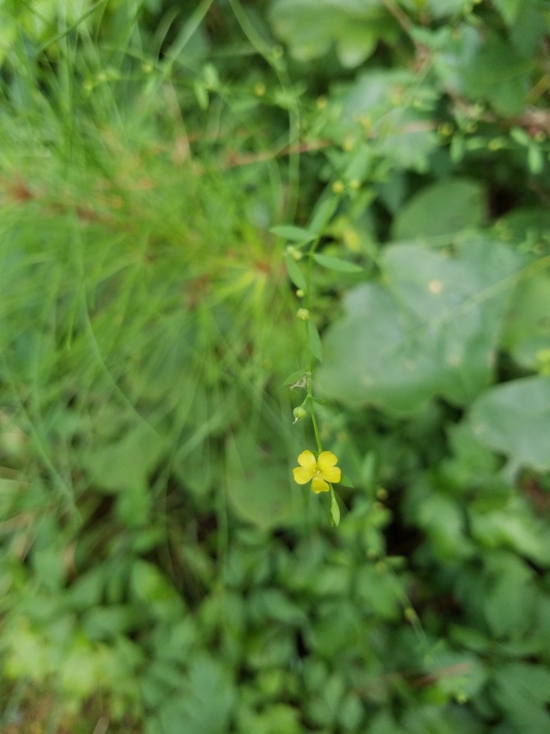 Woodland Flax