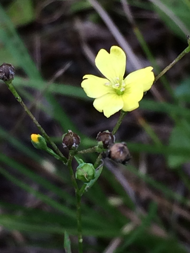 Woodland Flax photo 3