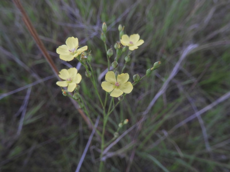 Woodland Flax photo 4