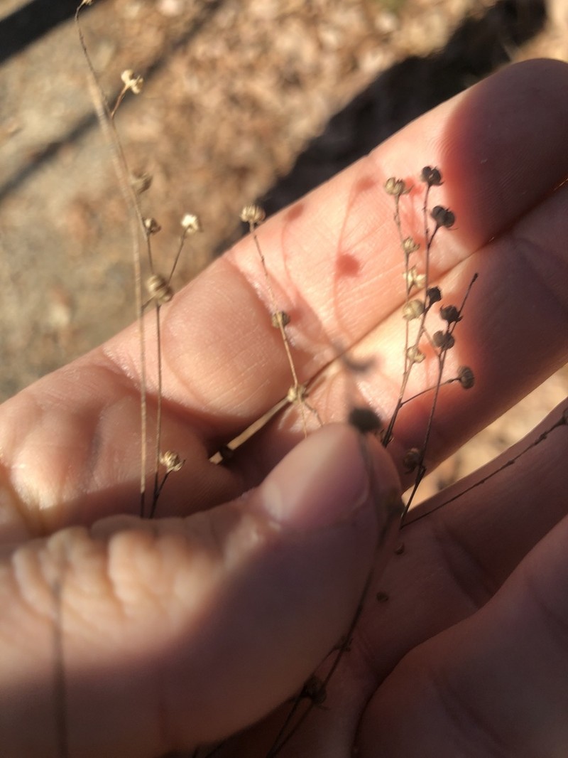 Woodland Flax photo 5