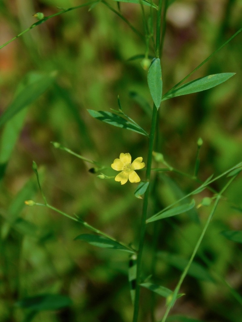Woodland Flax photo 6
