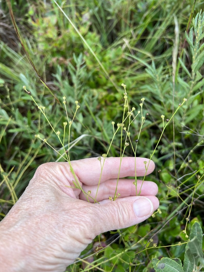 Woodland Flax photo 8
