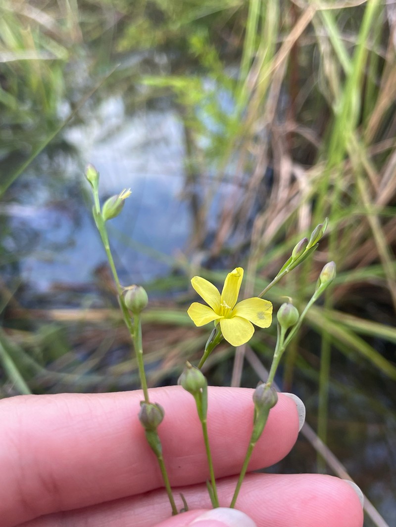 West's Flax