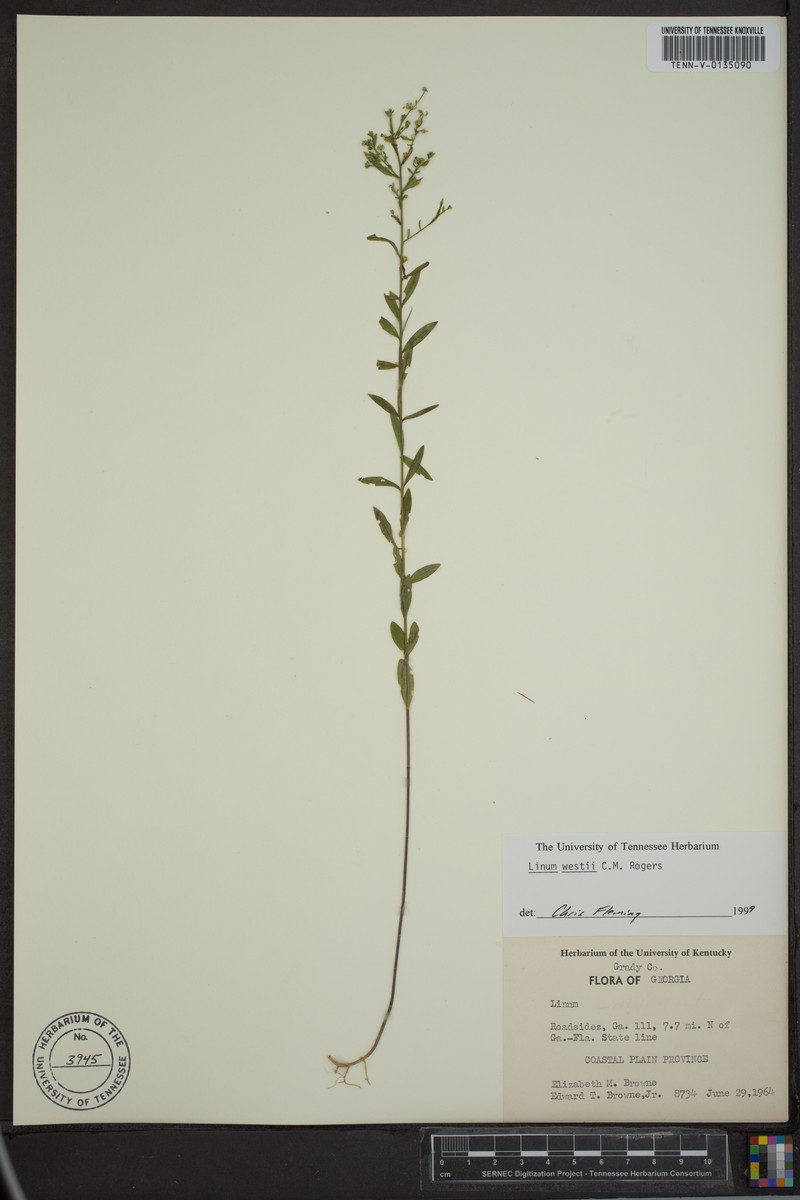 West's Flax photo 2