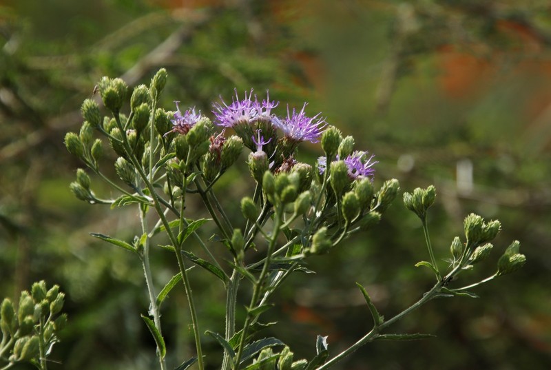 Linzia glabra var. glabra photo 3