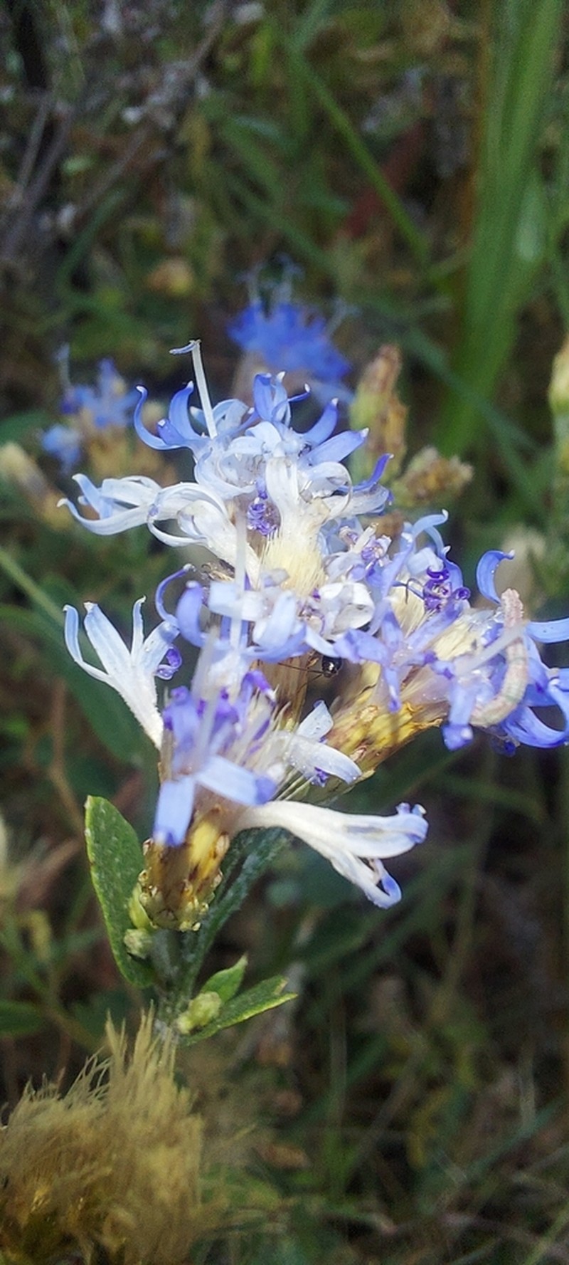 Linzia rosenii