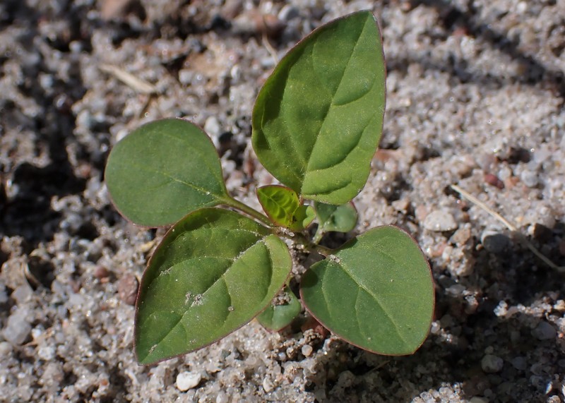 Manyseed Goosefoot photo 3