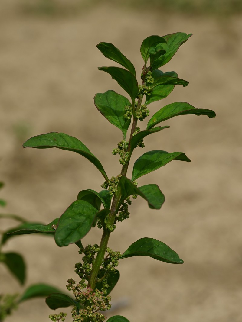 Manyseed Goosefoot photo 4